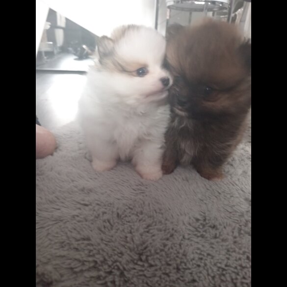 Pomeranian - Both