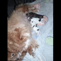Pomeranian - Both