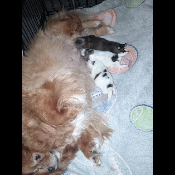 Pomeranian - Both