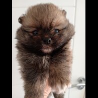 Pomeranian - Both