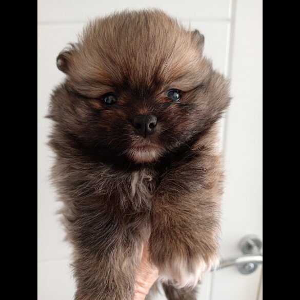 Pomeranian - Both