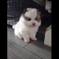 Pomeranian - Both