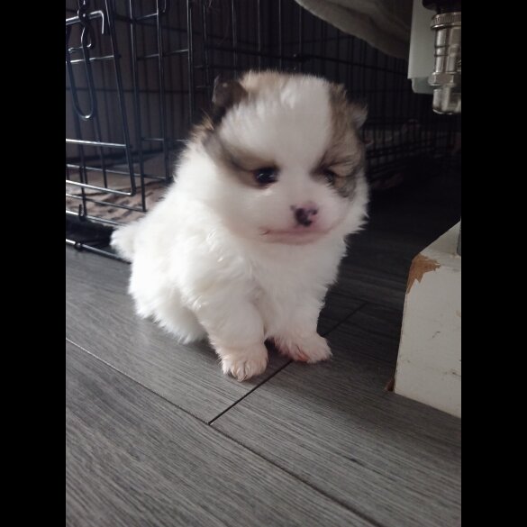 Pomeranian - Both