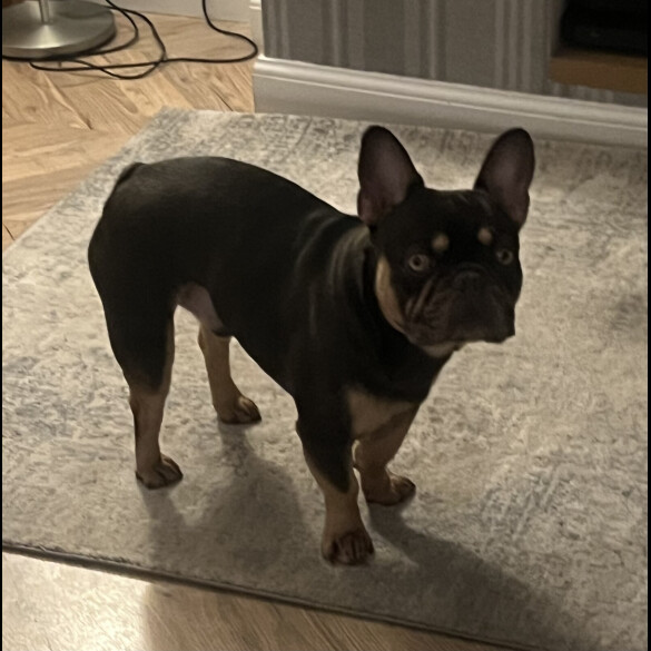 French Bulldog