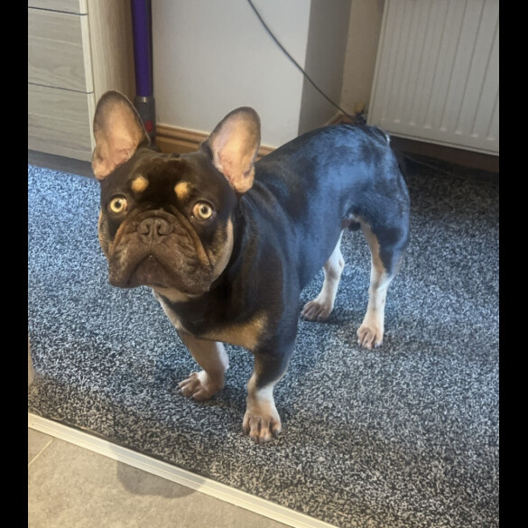 French Bulldog