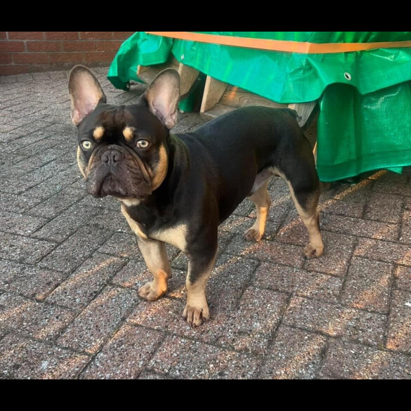 French Bulldog