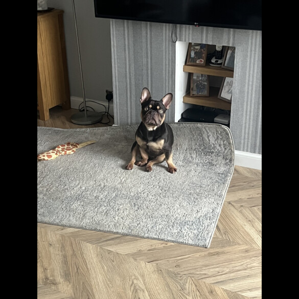 French Bulldog