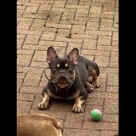 French Bulldog