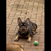 French Bulldog
