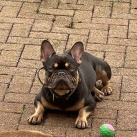 French Bulldog