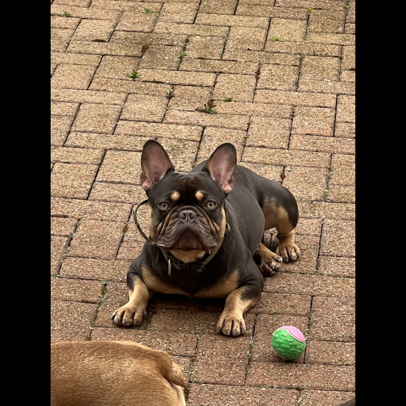 French Bulldog