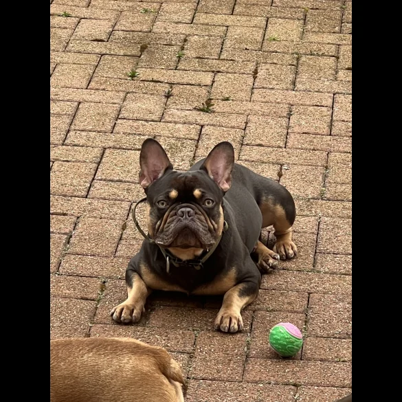 French Bulldog