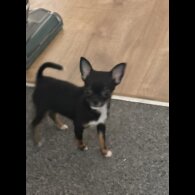 Chihuahua - Bitches