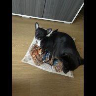 Chihuahua - Bitches