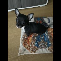Chihuahua - Bitches