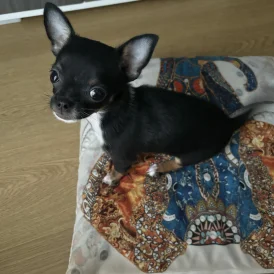 Chihuahua - Bitches