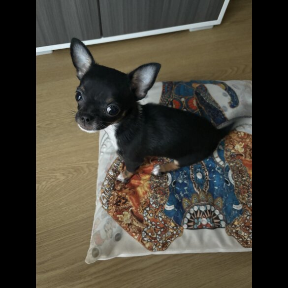 Chihuahua - Bitches
