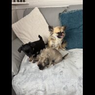 Chihuahua - Both