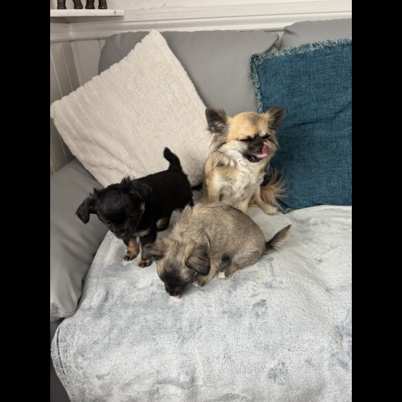 Chihuahua - Both