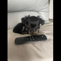 Chihuahua - Both