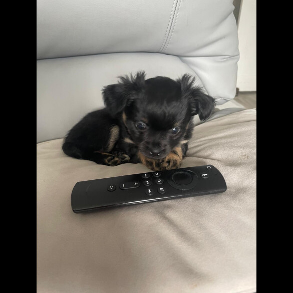 Chihuahua - Both
