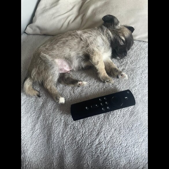 Chihuahua - Both
