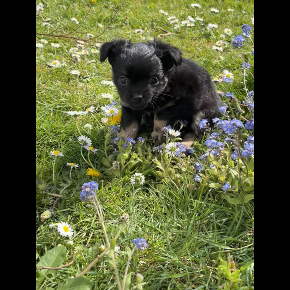 Chihuahua - Both
