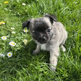 Chihuahua - Both