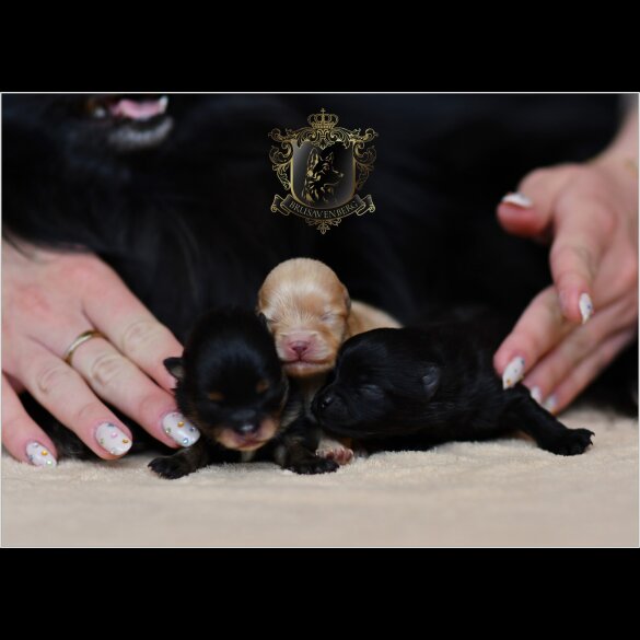 Pomeranian - Bitches