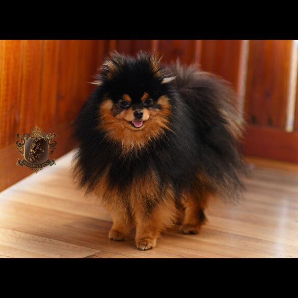 Pomeranian - Bitches