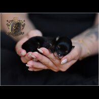 Pomeranian - Bitches