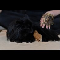 Pomeranian - Bitches