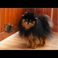 Pomeranian - Bitches