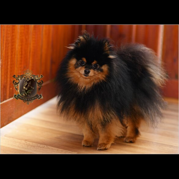 Pomeranian - Bitches