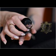 Pomeranian - Bitches