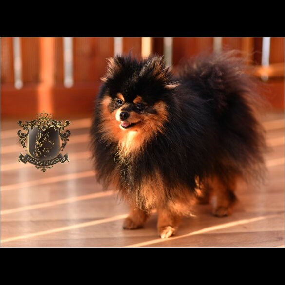 Pomeranian - Bitches