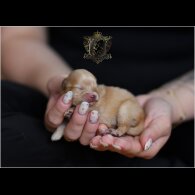 Pomeranian - Bitches