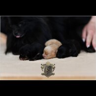 Pomeranian - Bitches