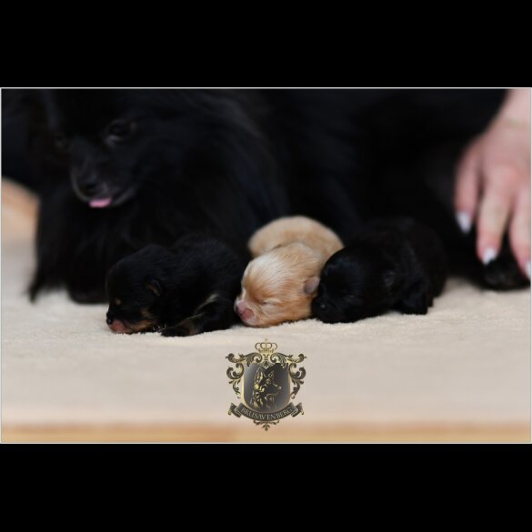 Pomeranian - Bitches
