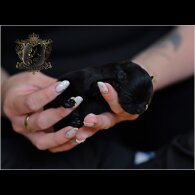 Pomeranian - Bitches