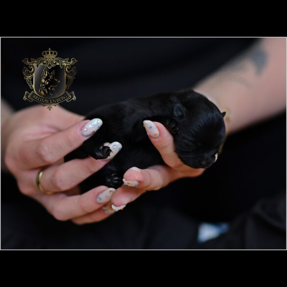 Pomeranian - Bitches