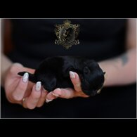 Pomeranian - Bitches