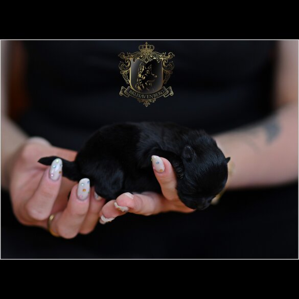Pomeranian - Bitches
