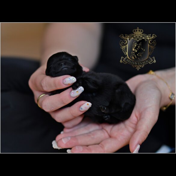 Pomeranian - Bitches