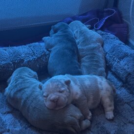 American Bulldog - Both