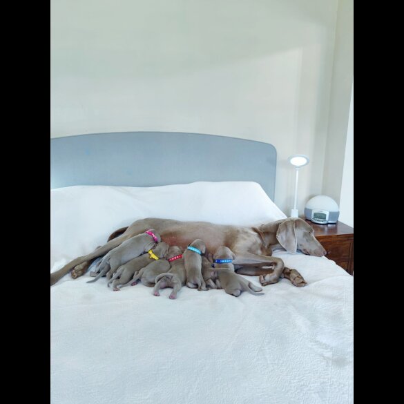 Weimaraner - Both