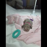 Weimaraner - Both