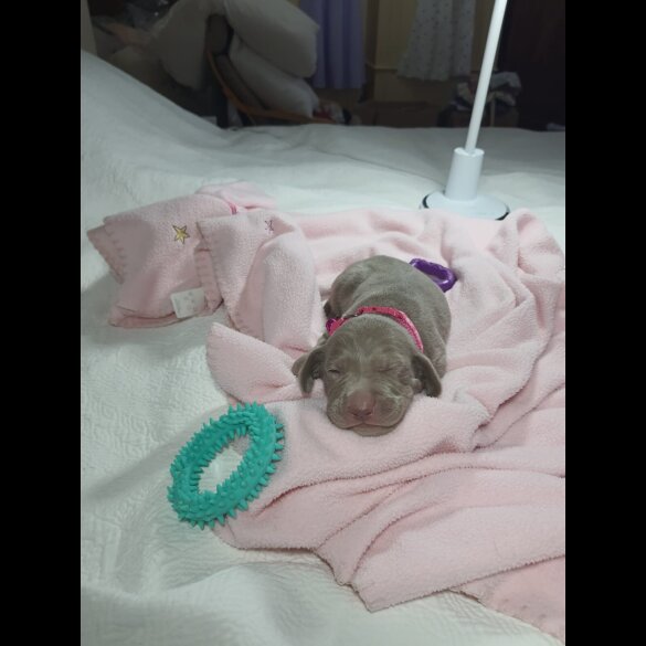 Weimaraner - Both