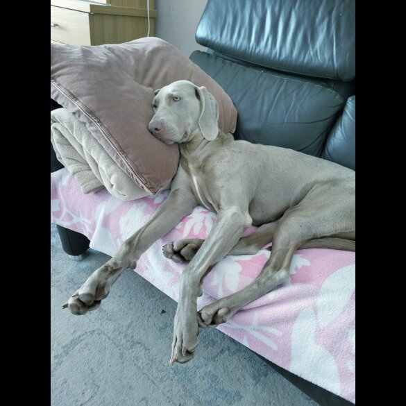 Weimaraner - Both