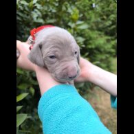 Weimaraner - Both